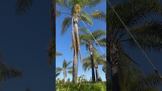 DIY palm tree pruner