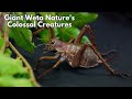 Giant Weta Nature S Colossal Creatures