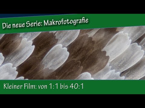 Makrofotografie: 18. Ein kleiner Film: von 1:1 bis 40:1