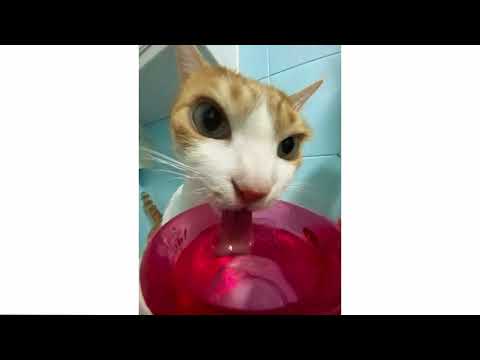 *FREE* BLADEE + I9BONSAI + RIPSQUAD TYPE BEAT ''reigen'' (prod. @rodmadeit_)