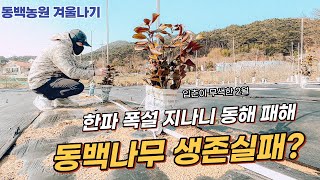 【2월 한파 동백나무】 입춘 속 동해피해 심각 생존 실패? -17 °