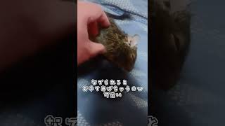 【デグーマウス】コムギちゃん✨
