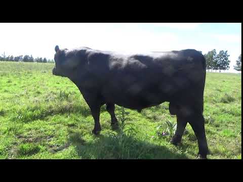 Lote Toros, Lavalleja