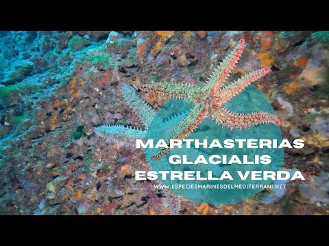 Marthasterias glacialis