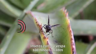 Miniatura do vídeo
