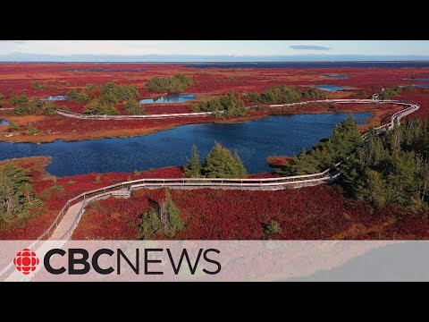 Inside the peatlands: Big business buried deep in N.B. bogs