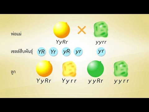 ลำโพงราคายาแรง ยาเสพติดและความแข็งแรง