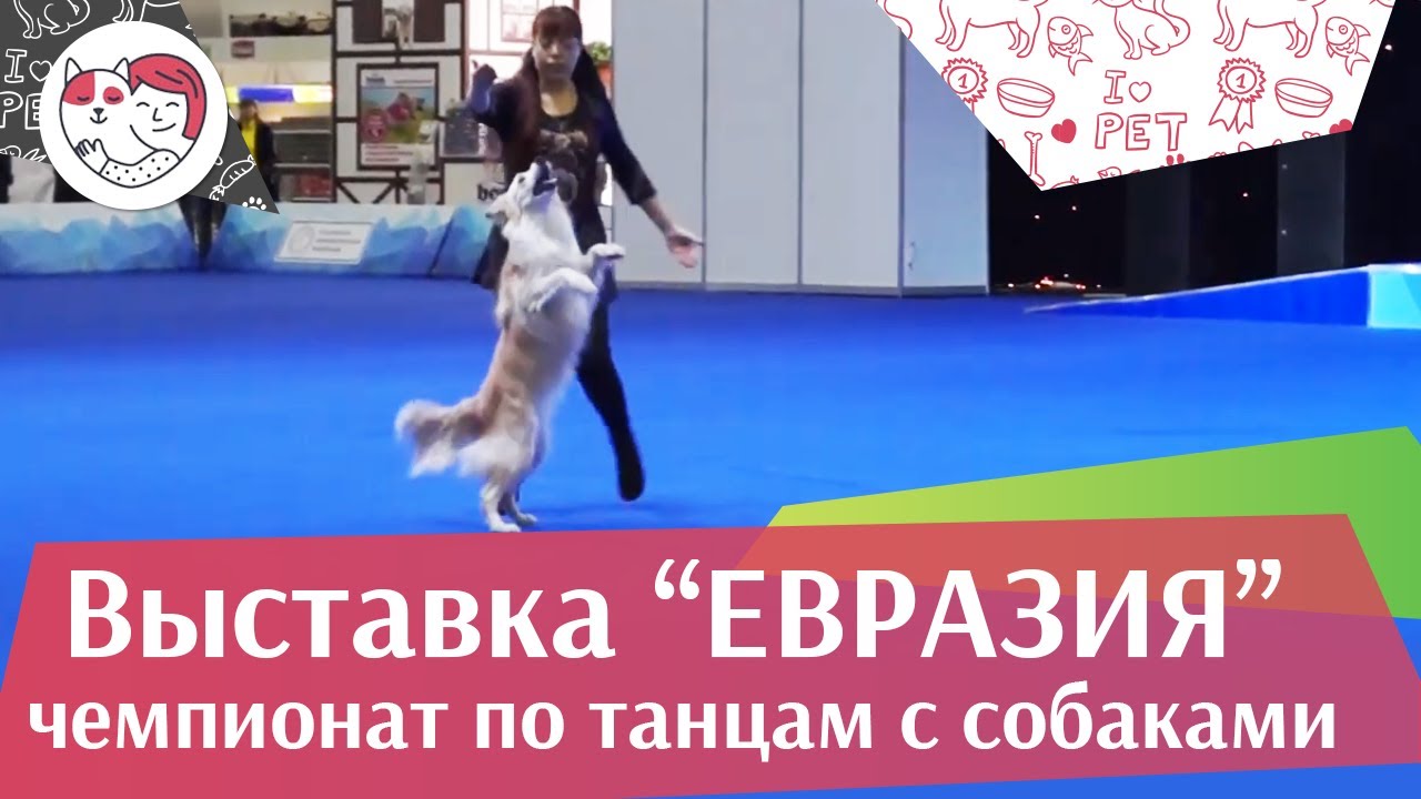 Чемпионат РКФ по танцам с собаками 1 на Евразии 17 ilikepet