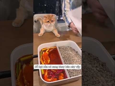 1 bé mèo Qúy Qúy có tâm hồn ăn uống