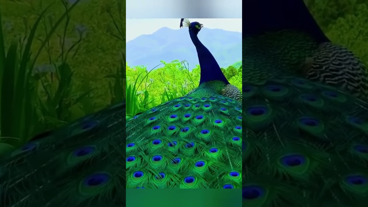 keindahan bulu burung merak#animals #short