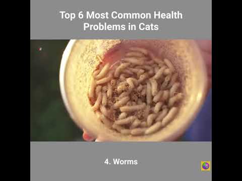 6 most common health problems in cats