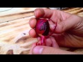 How to Prep a Nutmeg Seed for Planting