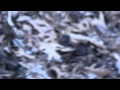Snake Vs Frog Part 1