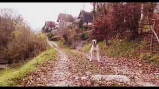 preview picture of video 'Athos the Dog'