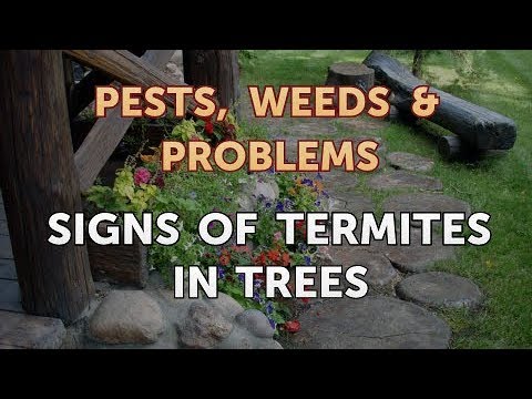Signs of Termites in Trees