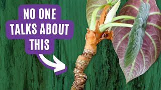 Alocasia Makeover: Pro Tips for Transforming Your Aging Alocasia