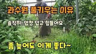 감귤과수원 풀키우는이유 과일당도올리기 타이벡감귤 늦고 힘들어도 이게 좋다 당도1 올리기