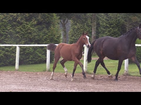 Nr. 14 FIRST CLASS MAYBELLINE SF von First Class Colorado - Nutrix