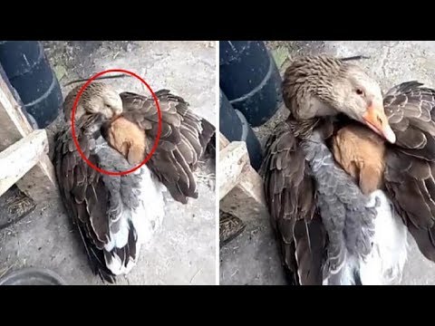 download lagu mp3 mp4 Goose Keeping Puppy Warm, download lagu Goose Keeping Puppy Warm gratis, unduh video klip Goose Keeping Puppy Warm