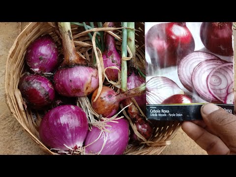 , title : 'Como plantar cebola de cabeça através da semente'