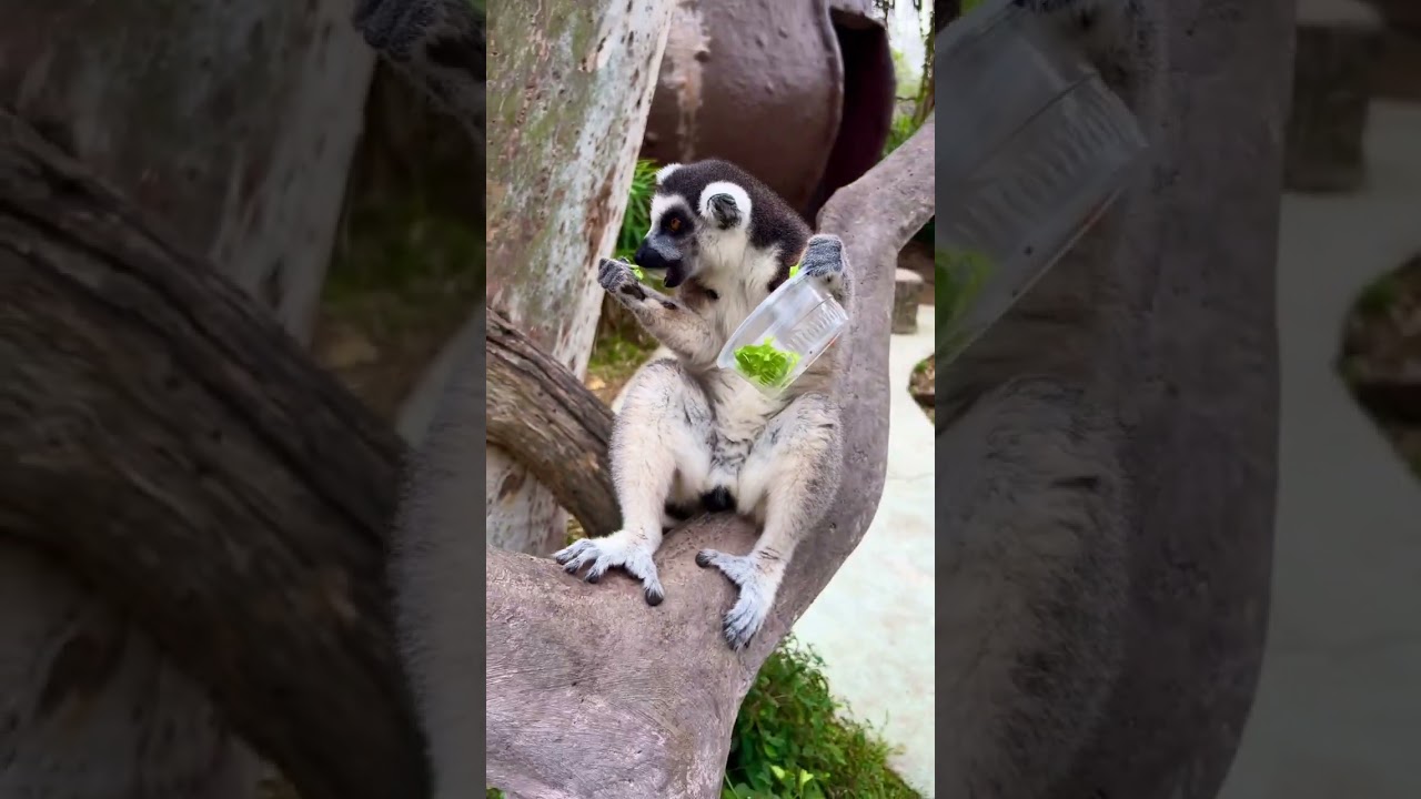 YouTube Short thumbnail