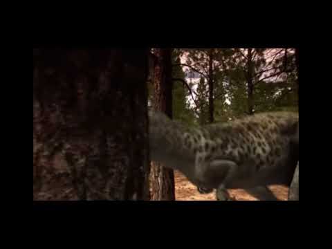 Allosaurus vs ceratosaurus!!! Epic dinosaur battle