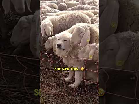 This dog thinks he's a sheep 🐑