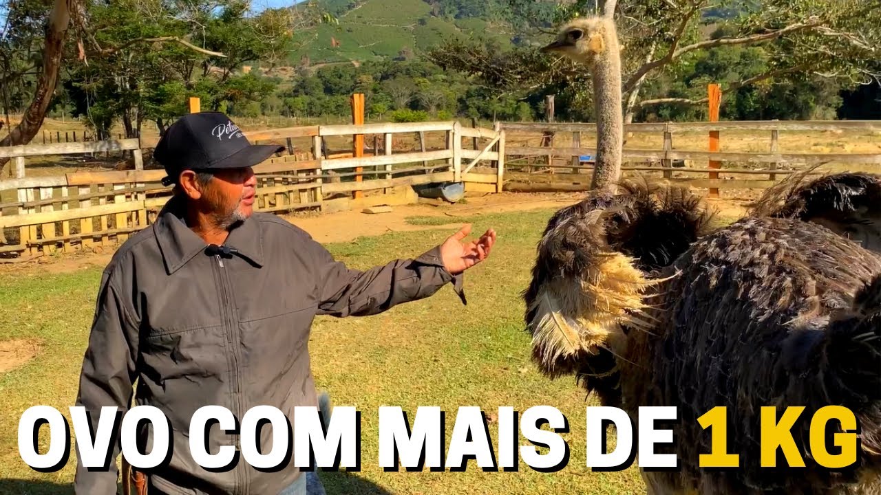 ACHAMOS UM OVO DE AVESTRUZ - É MUITO GRANDE