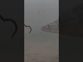 Video Thumbnail for Walleye Destroy’s Worm!