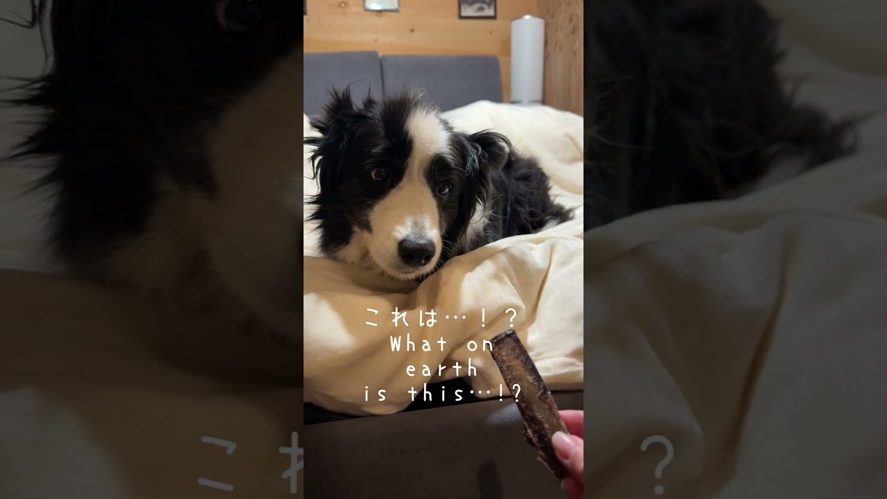 寝ている犬にこっそりおやつを近づけた結果…ｗ #大型犬のいる生活 #ボーダーコリー #犬 #bordercollie #shortvideo #shorts #dog