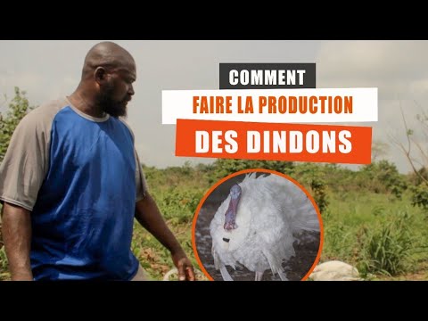 , title : 'Comment faire la Production des DINDONS.'