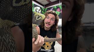 Indian Cobra! FACE 2 FACE! #shorts #short #animal #cobra #reptile #snake