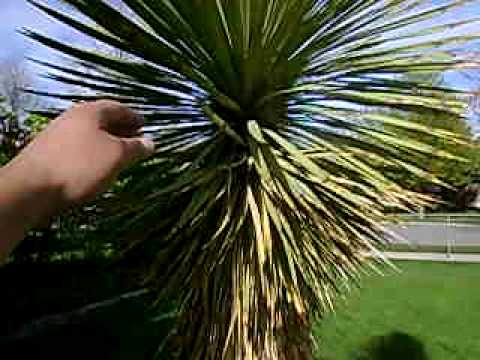 download lagu mp3 mp4 Yucca Thompsoniana Hardiness, download lagu Yucca Thompsoniana Hardiness gratis, unduh video klip Yucca Thompsoniana Hardiness