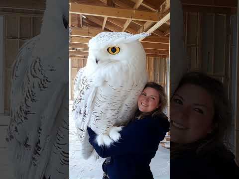 Owow #beauty #owl #birds