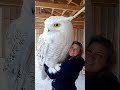 Owow Beauty Owl Birds