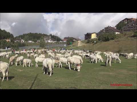 TRANSUMANZA : RICORDI DI PRATO NEVOSO (CN) DOM. 19 - 9 - 2021.