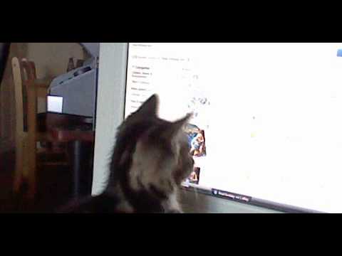 Kalinda chasing a cursor
