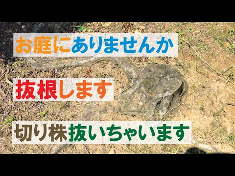 生垣を取り除く方法 トピックス