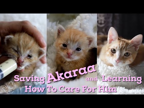 Step by step caring for a newborn kitty | Learn how to take care of a newborn cat | Akaraa's story