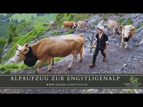 Alpaufzug Engstligenalp 2023 - reisen-lifestyle.ch