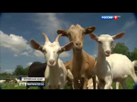 Импортозамещение по-алтайски Импортозамещение по-алтайски