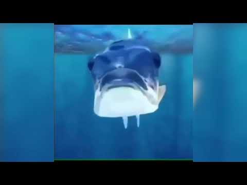 Mamaguevo digo glu glu glu 🐟