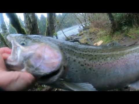 Bobber Down! Fresh and Powerful Winter Steelhead