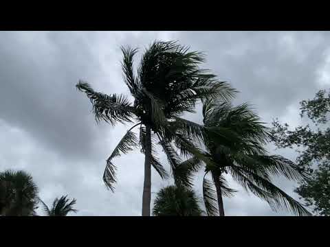 Coconut Palm and Hurricane Ian