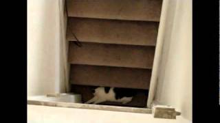 Lars kitty playing on stairs to The Dreams by Peter Mulvey