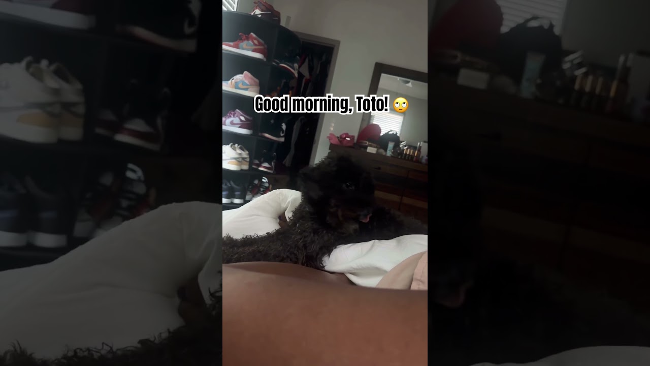 Every morning like clockwork 🤣 #dogshorts #dogmom #rescuedog ￼