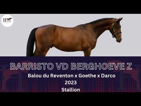 Barristo vd Berghoeve Z