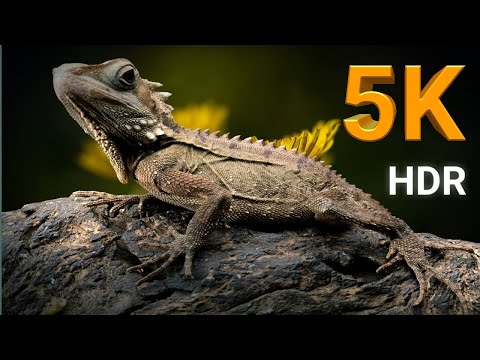 5k African wildlife. African nature showreel 2020 by Robert hofmeyr