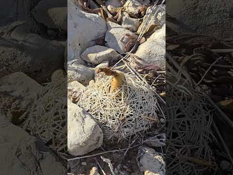 Cacti's Camouflage: Arid Survival Secrets Revealed