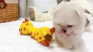 ハーフ犬の動画01